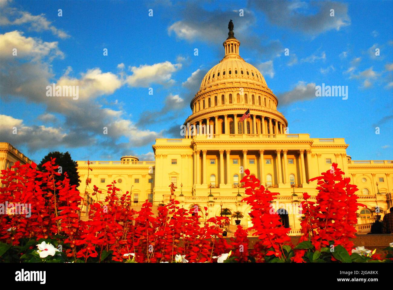 Red flowers grow in front of the United States Capitol Building in