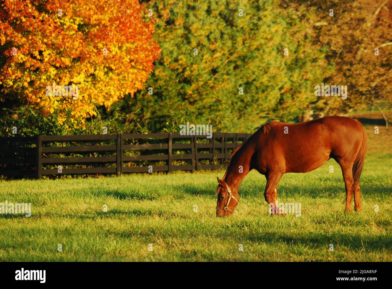 A thoroughbred racehorse grazes in a meadow on a horse ranch in the Horse Country of the Blue Grass region near Lexington, Kentucky Stock Photo