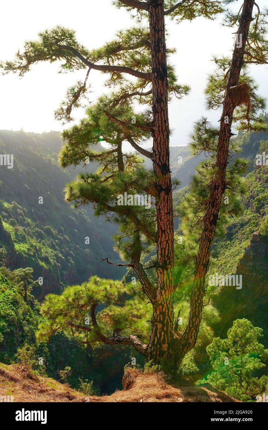 Pine tree in a forest on the mountains in summer. Landscape of trees on ...
