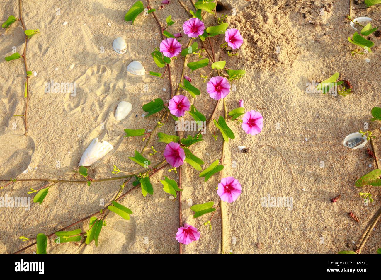 Water spinach flowers on the beach Stock Photo