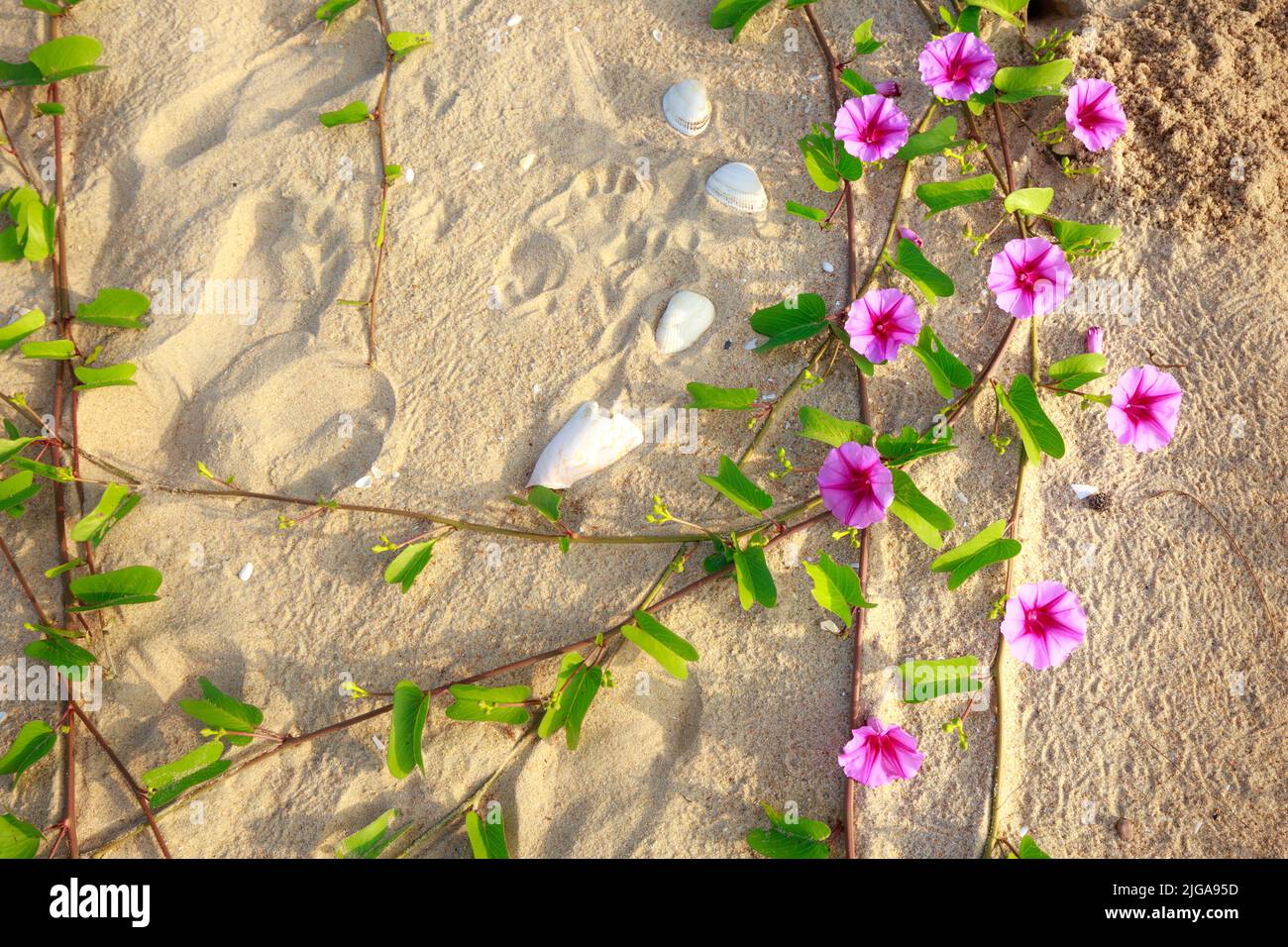 Water spinach flowers on the beach Stock Photo