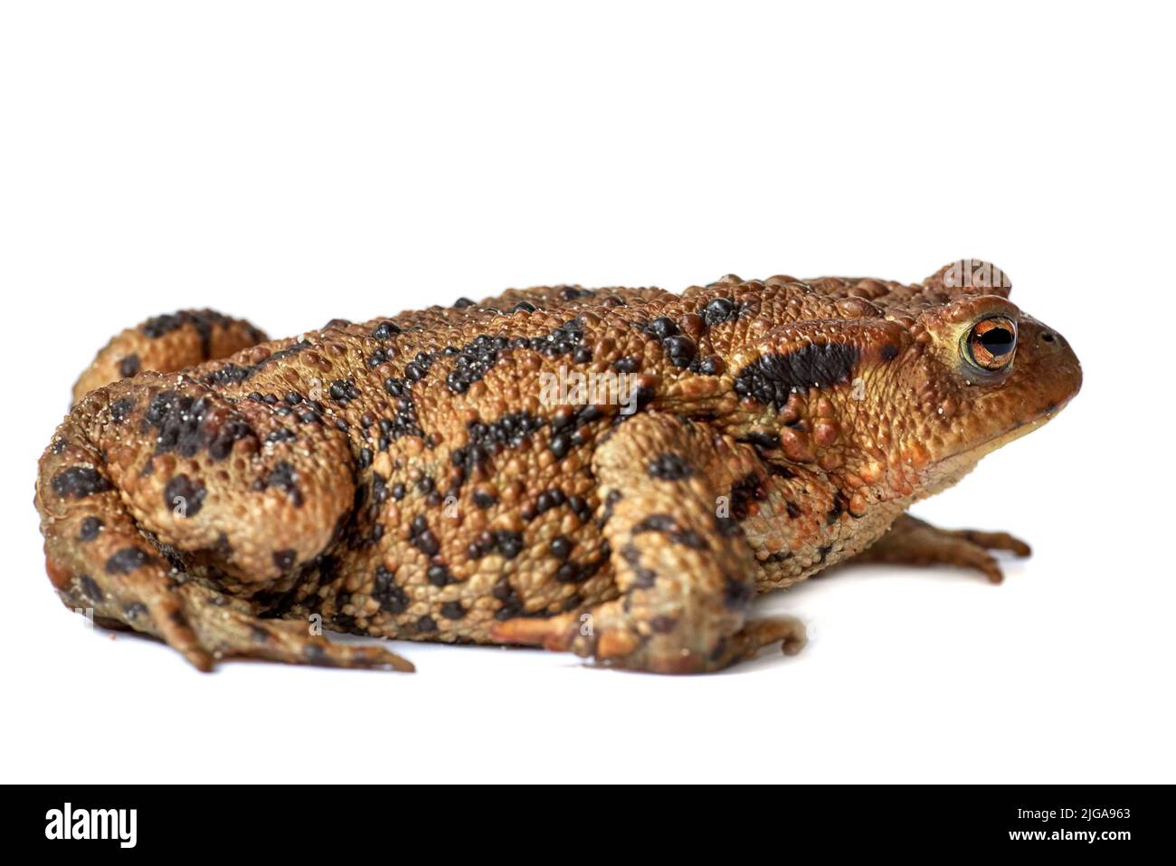 Common true toad or frog with brown body and black dot markings on dry rough skin isolated on a white background with copyspace. Amphibian from the Stock Photo