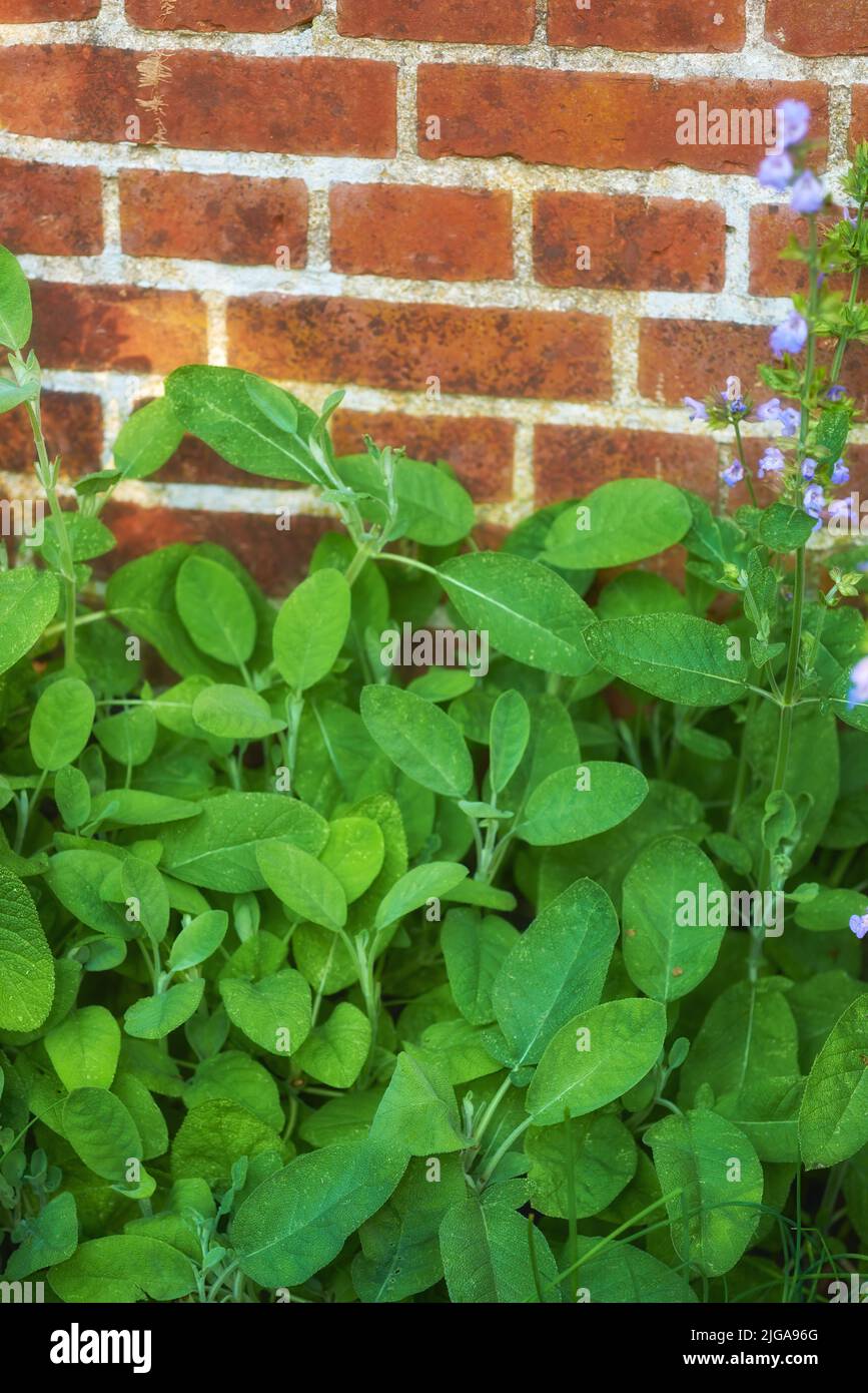 Overgrown wild herb garden against the wall of a red brick house. Various plants in a lush flowerbed. Different green shrubs growing in a backyard Stock Photo