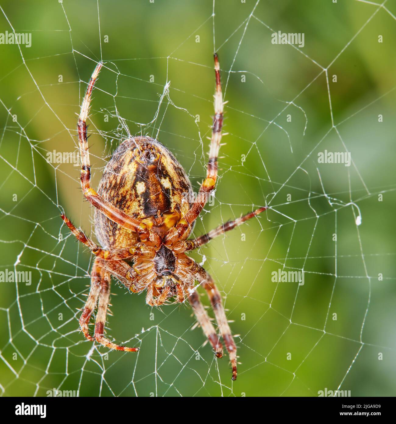 Closeup of a Walnut Orb Weaver spider in a web against blur leafy background in its natural habitat. An eight legged arachnid making a cobweb in Stock Photo