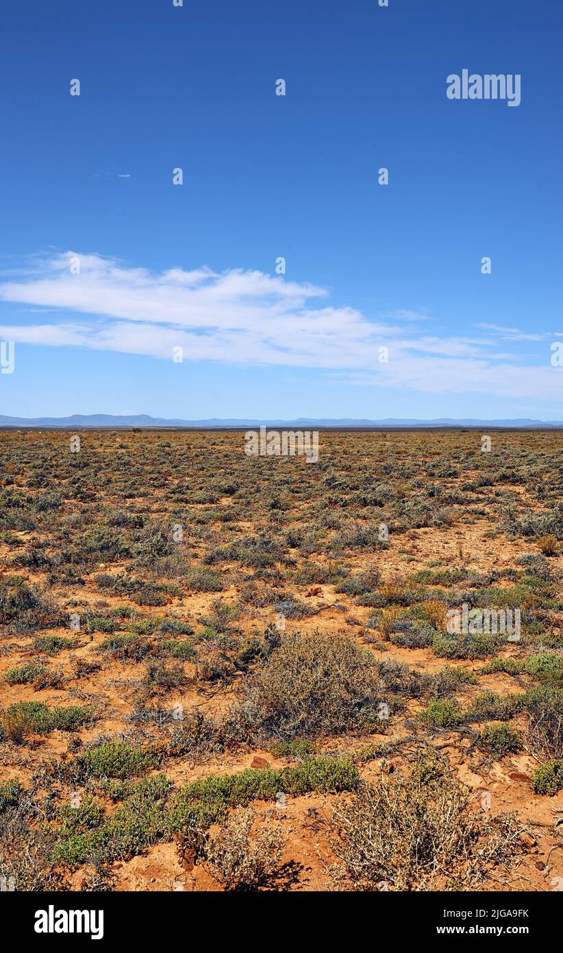 A dry highland savanna on a sunny day in South Africa with copyspace. An empty landscape of barren land with dry green grassland, shrubs, thorny Stock Photo