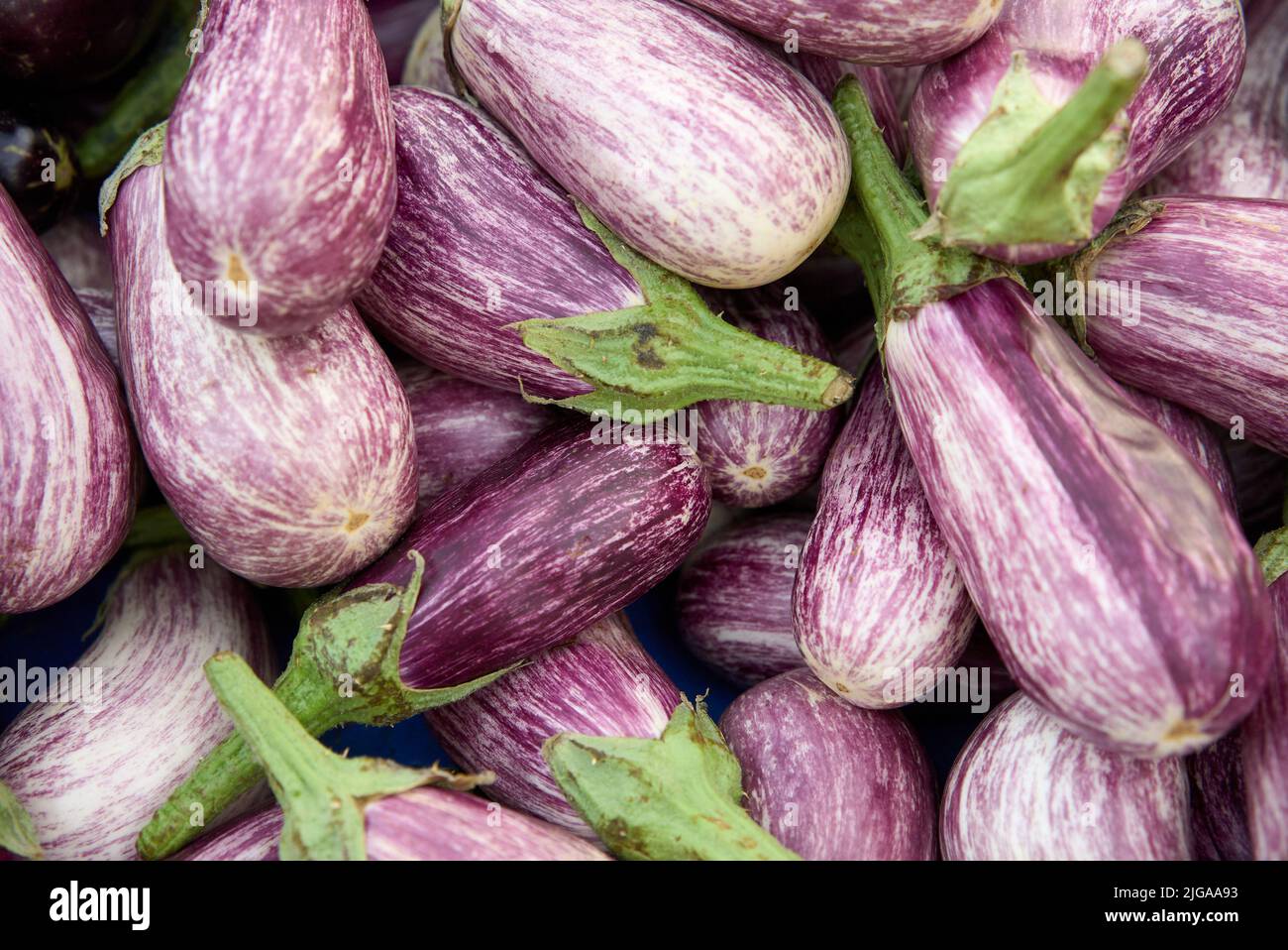 striped eggplants. Purple graffiti eggplant Stock Photo