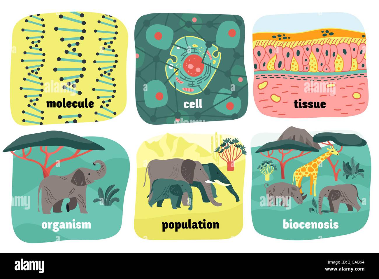Biological hierarchy composition with views of molecule cell and tissue
