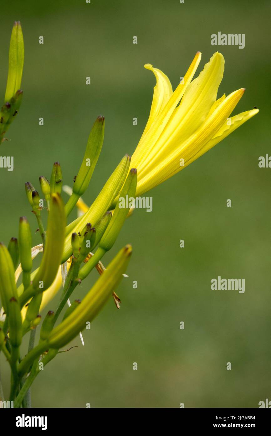 Hemerocallis citrina Flower, Daylily flower Stock Photo