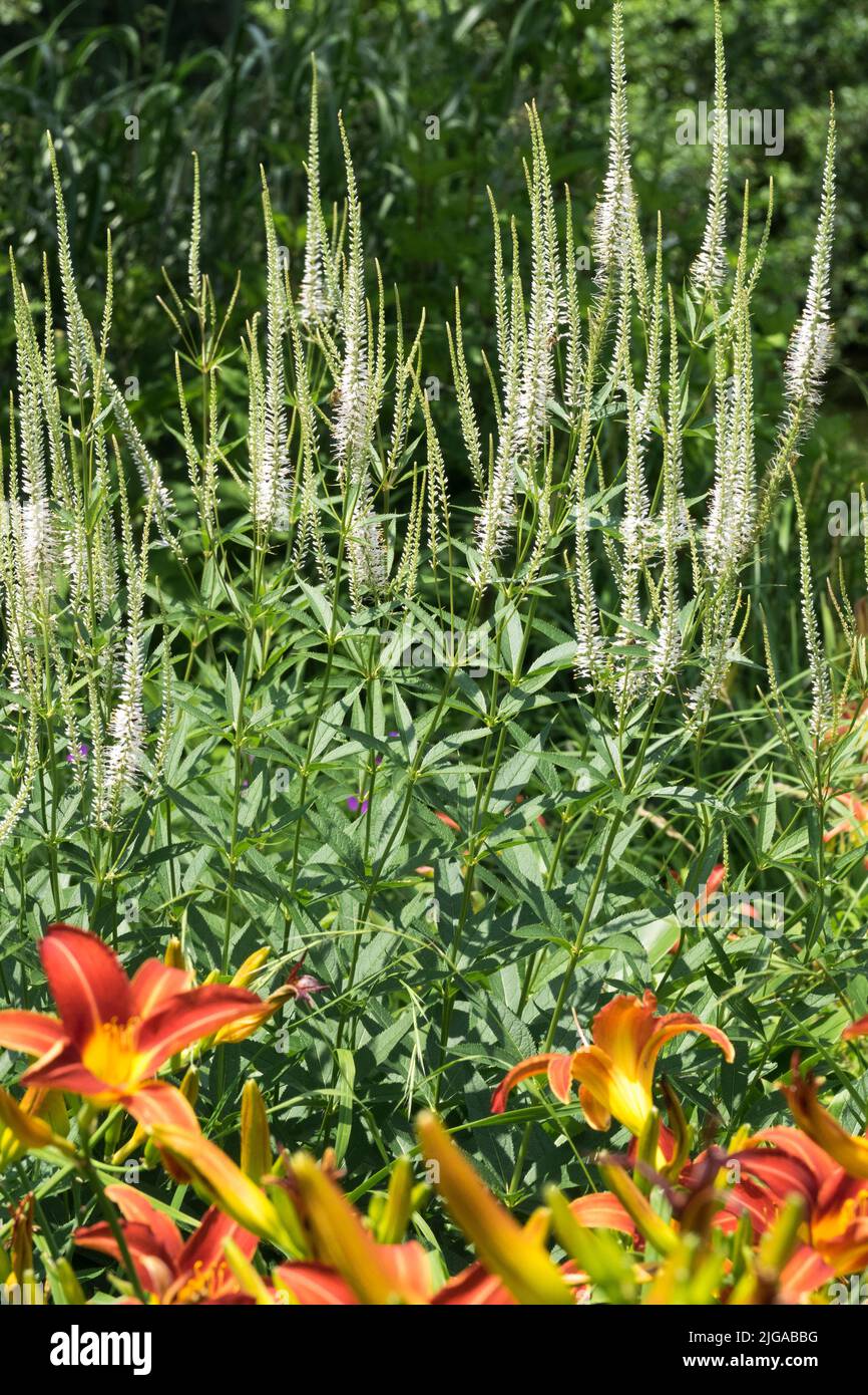 Culvers Root, Veronicastrum virginicum Album, Garden, Daylilies, White Veronicastrum virginicum Stock Photo