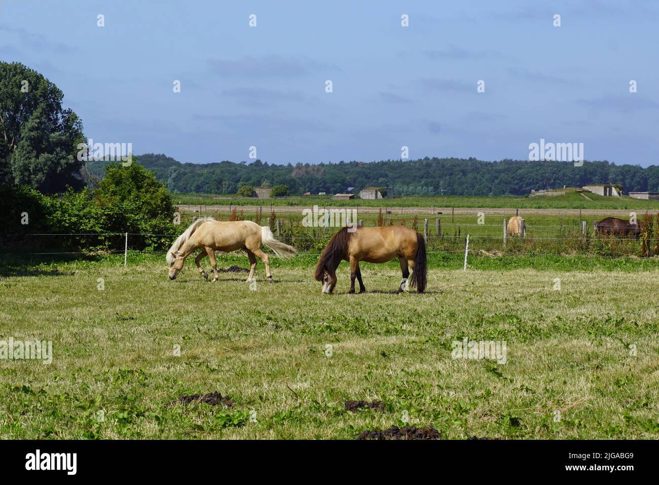 Two horses in a meadow. Dunes in the distance.  In the Netherlands near the village of Bergen. Summer, July. Stock Photo