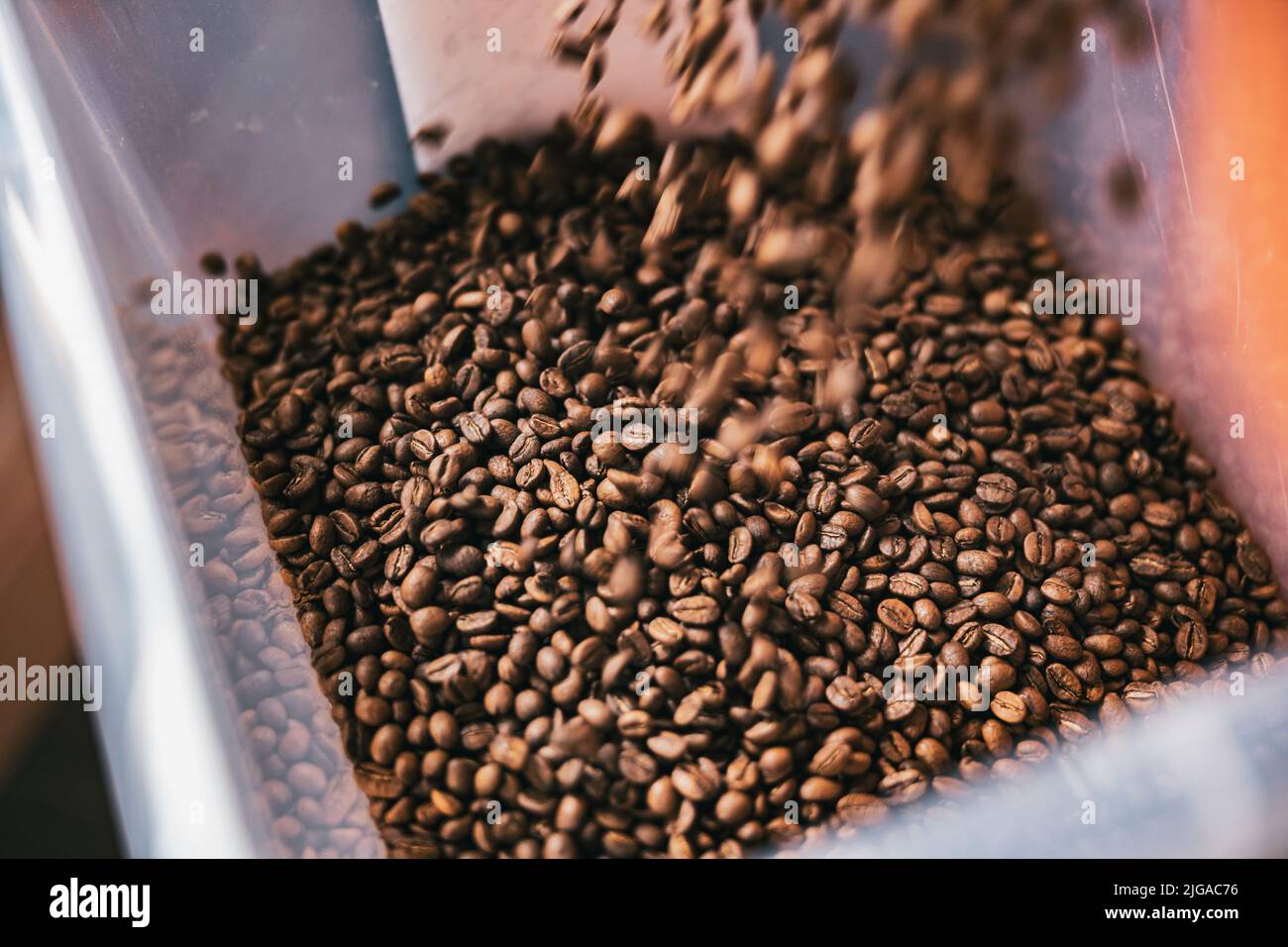 Roasted coffee beans from roaster machine pouring into the special box