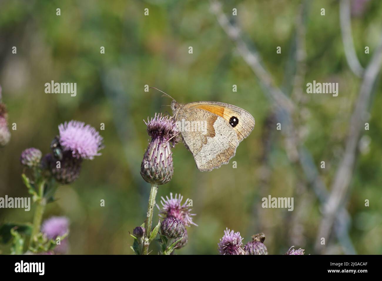 Meadow brown (Maniola jurtina) family Nymphalidae on red-purple flowers of creeping thistle (Cirsium arvense), family Asteraceae. Blurred background. Stock Photo