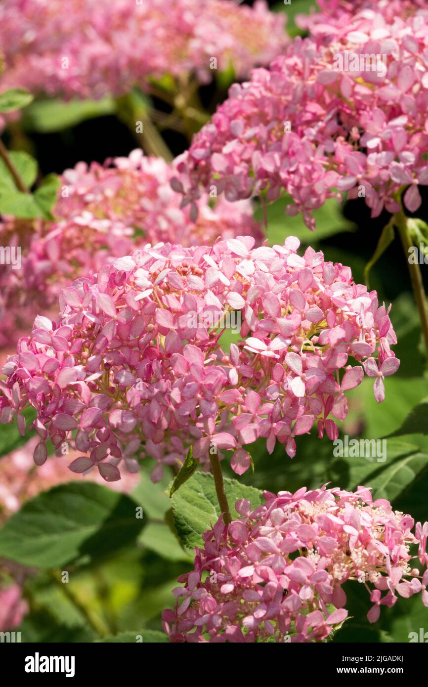 Hydrangea 'Pink Annabelle', Beauty Blooms, Hydrangea arborescens 'Pink Annabelle', French hydrangea, Hydrangea macrophylla Stock Photo
