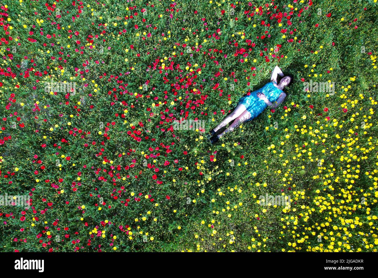 Aerial view of woman in red dress lying in a filed of red and yellow flowers Stock Photo