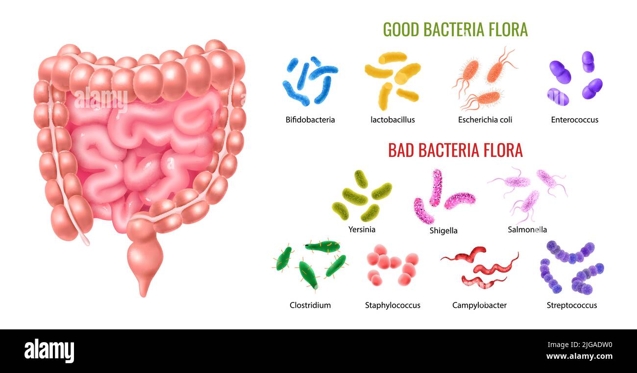 Human colon bacterial flora infographics illustrated intestine anatomy