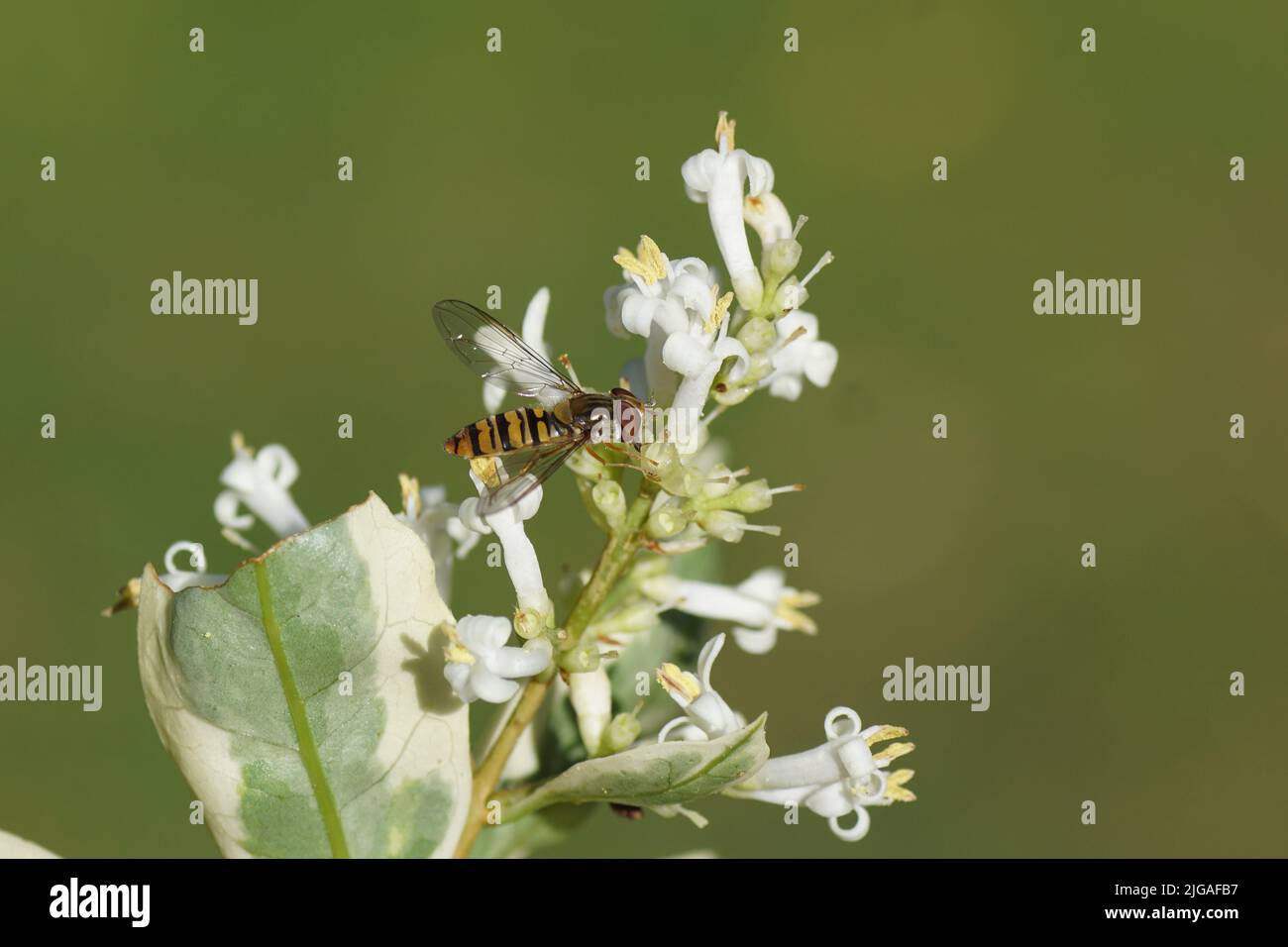 Female marmalade fly (Episyrphus balteatus), family hoverflies (Syrphidae) on white flowers of Silver privet (Ligustrum ovalifolium 'Variegatum'), Stock Photo
