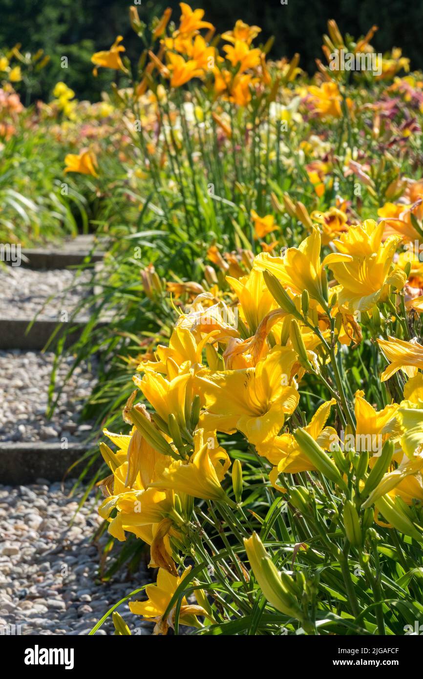 Yellow-orange daylilies bordering the gravel pathway in the early summer garden Stock Photo