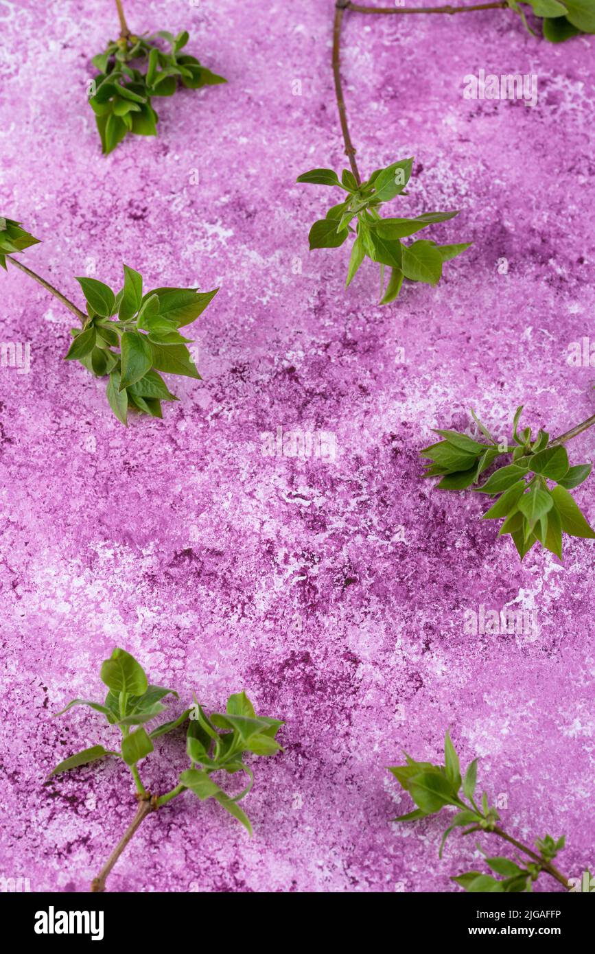 Lilac background with branch of tree. Spring concept Stock Photo