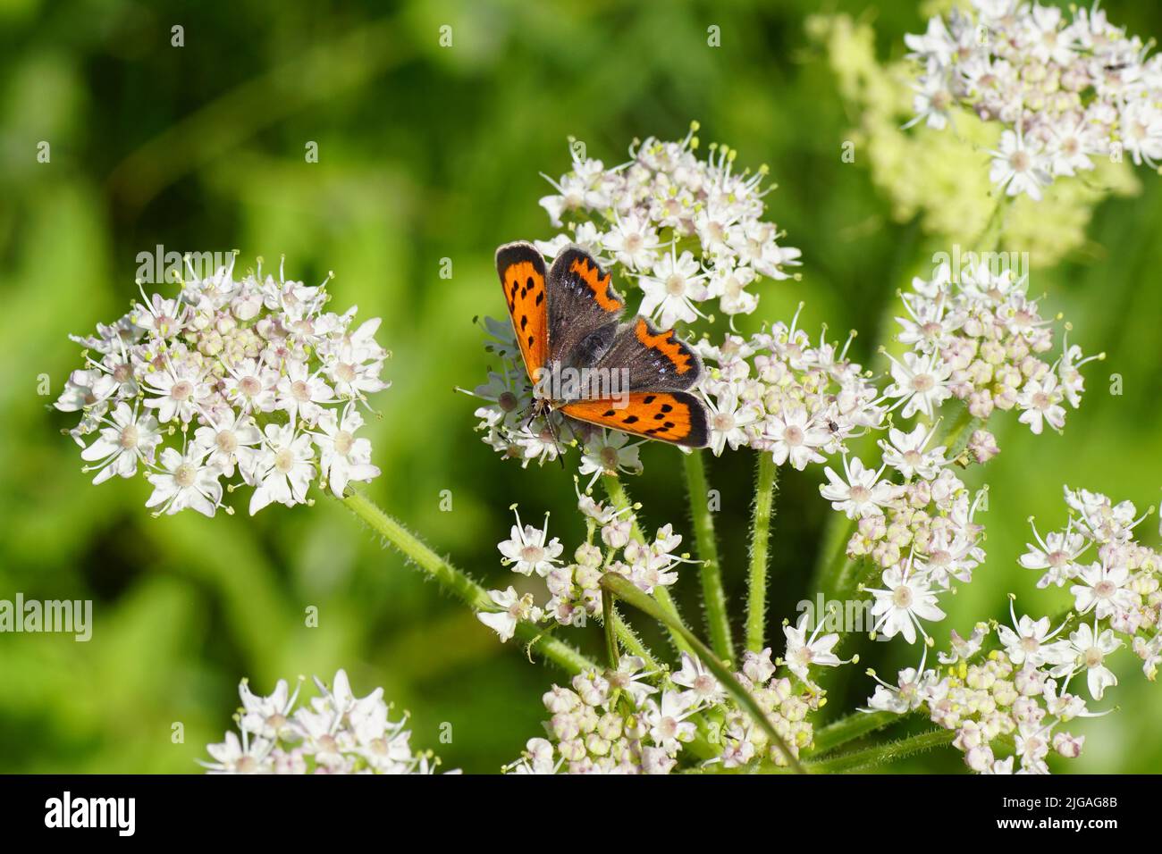 Small copper (Lycaena phlaeas) family Lycaenidae on flowers of wild angelica (Angelica sylvestris), family Apiaceae. Summer, July, Netherlands. Stock Photo