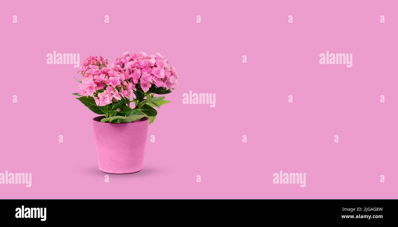 Pink hydrangea in flower pot isolated on pink summer background. Stock Photo