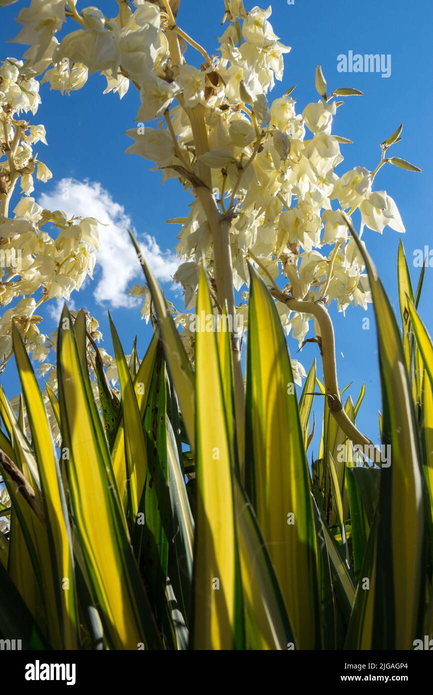 Blooming, Spoonleaf Yucca filamentosa 'Golden Sword', Yucca flaccida, Yucca Flower, Variegated, Leaves Stock Photo