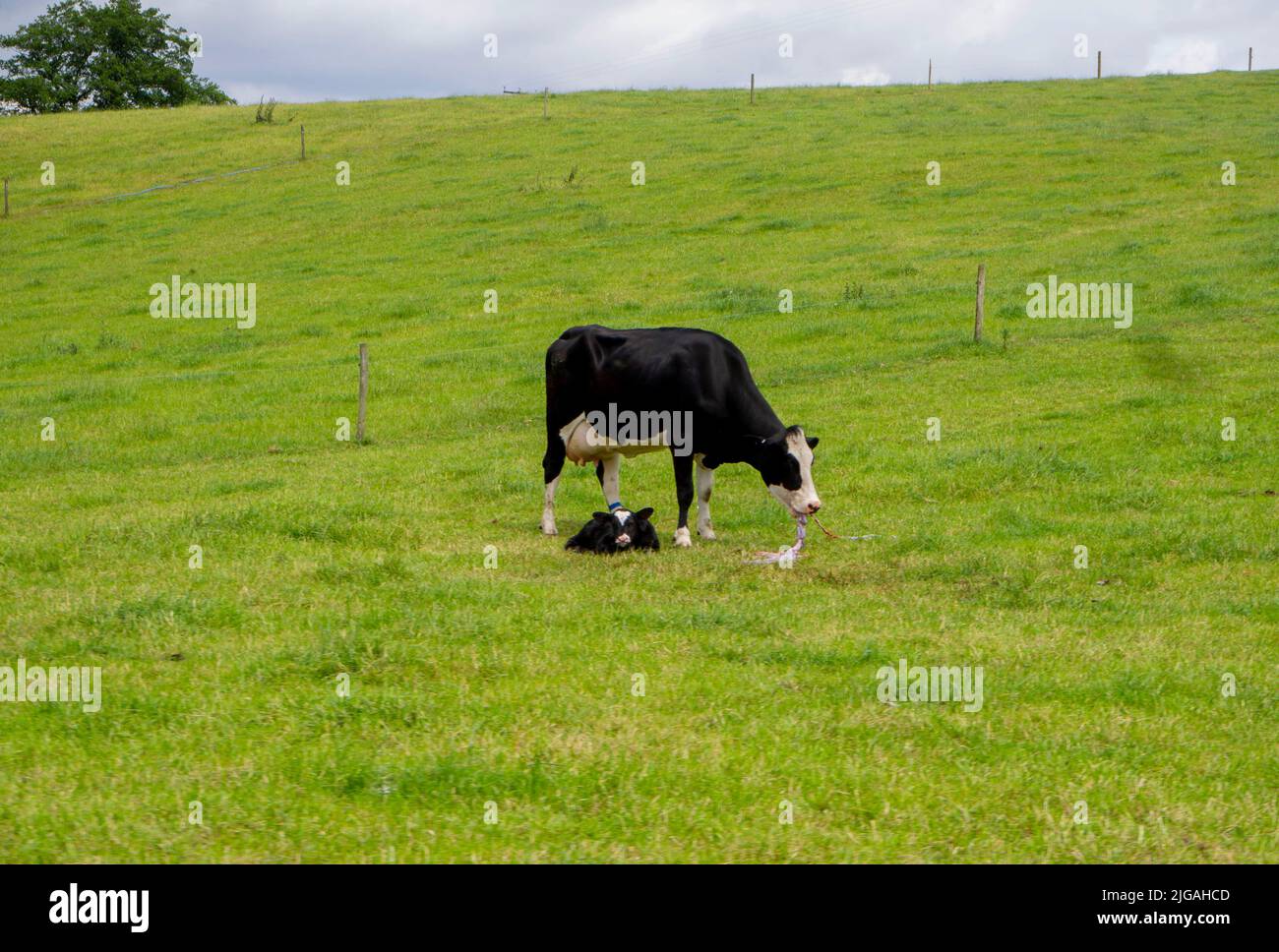 Cow eating its own placenta a few hours giving birth to its calf Stock Photo