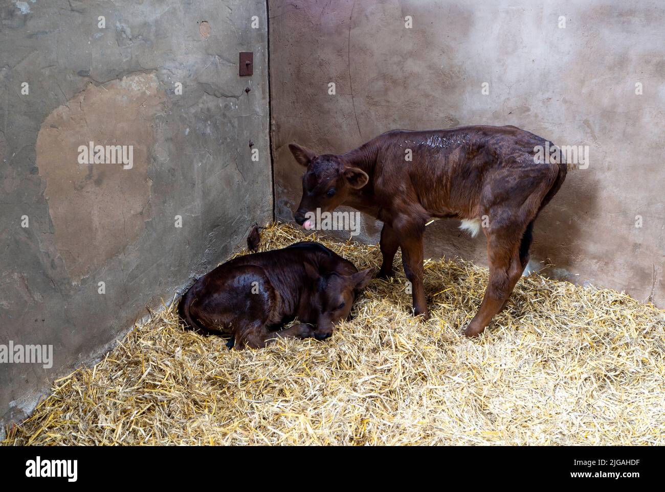 Pair of Young Brown Calves in their stall on the farm Stock Photo
