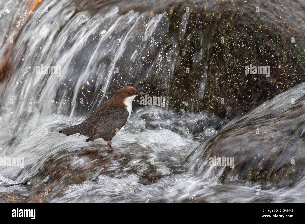 White-throated Dipper Stock Photo