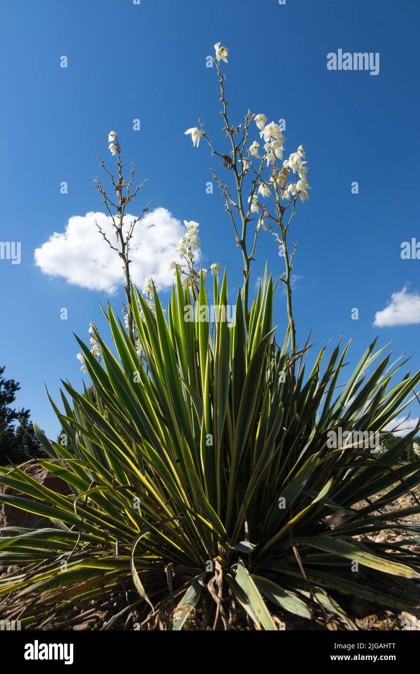 Adams Needle, Spoonleaf Yucca filamentosa 'Bright Edge', Yucca 'Bright Edge', Succulent, Yucca, Blooms Stock Photo