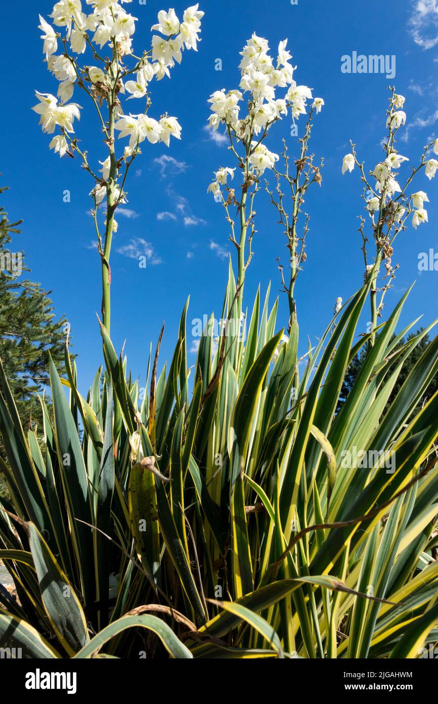 Spoonleaf Yucca, Blooming, Summer, Yucca, Garden, Succulent, Plant, Yucca filamentosa, Yucca 'Bright Edge', Flowers Stock Photo