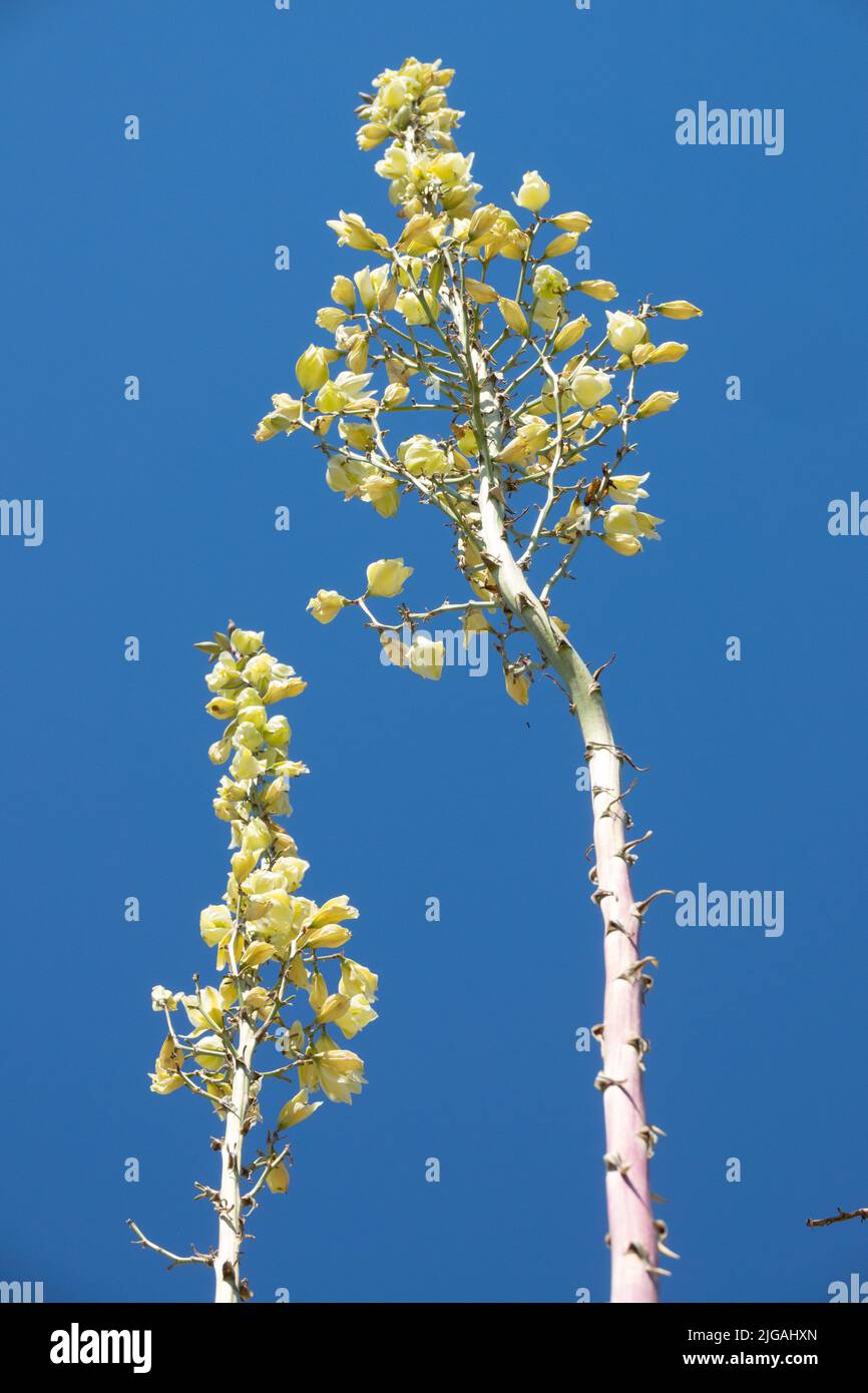 Soaptree Yucca, Succulent, Flower, Yucca elata, Flowering Stock Photo
