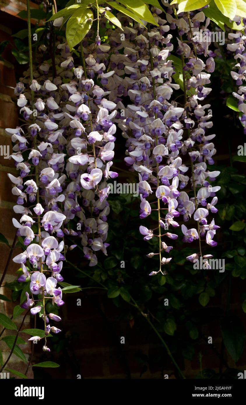 Flowering Wisteria plant Stock Photo Alamy