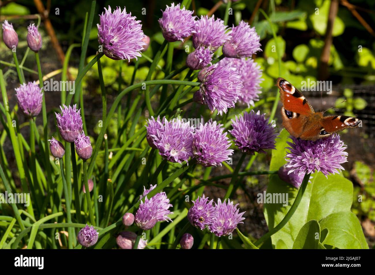 Peacock butterfly on purple Chive flowers Stock Photo