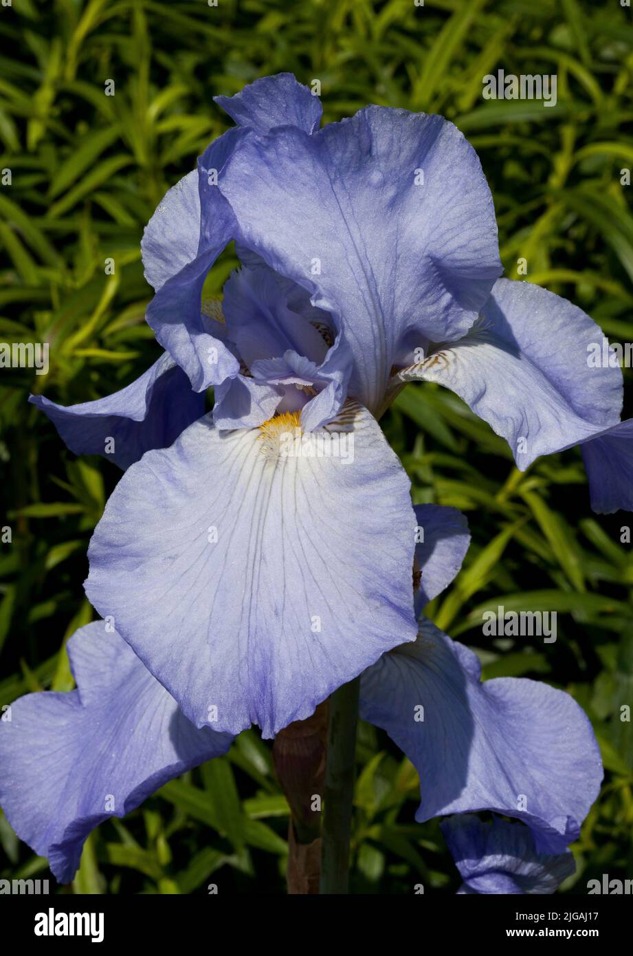 Pastel blue Bearded Iris Stock Photo