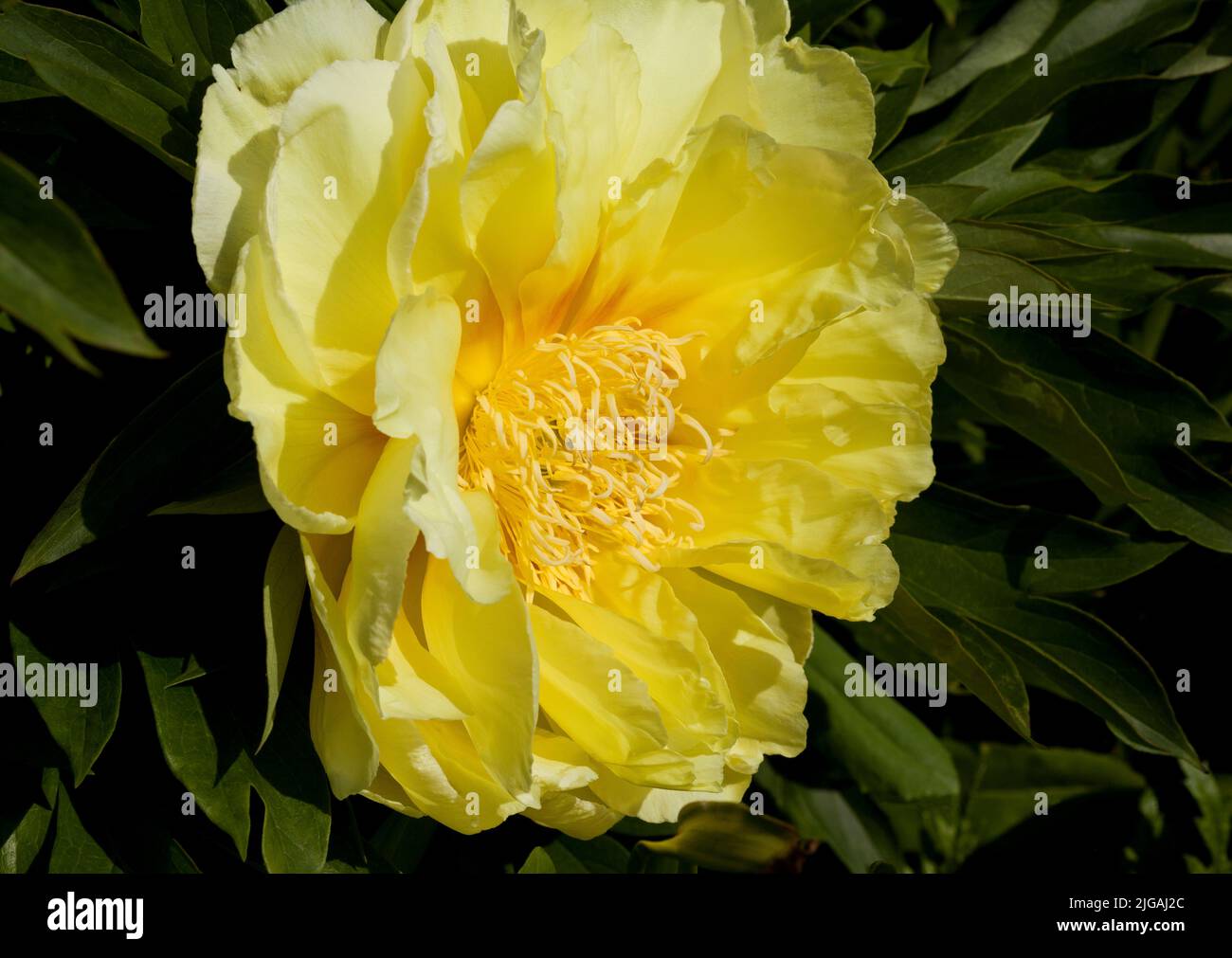 Yellow Peony flower Stock Photo