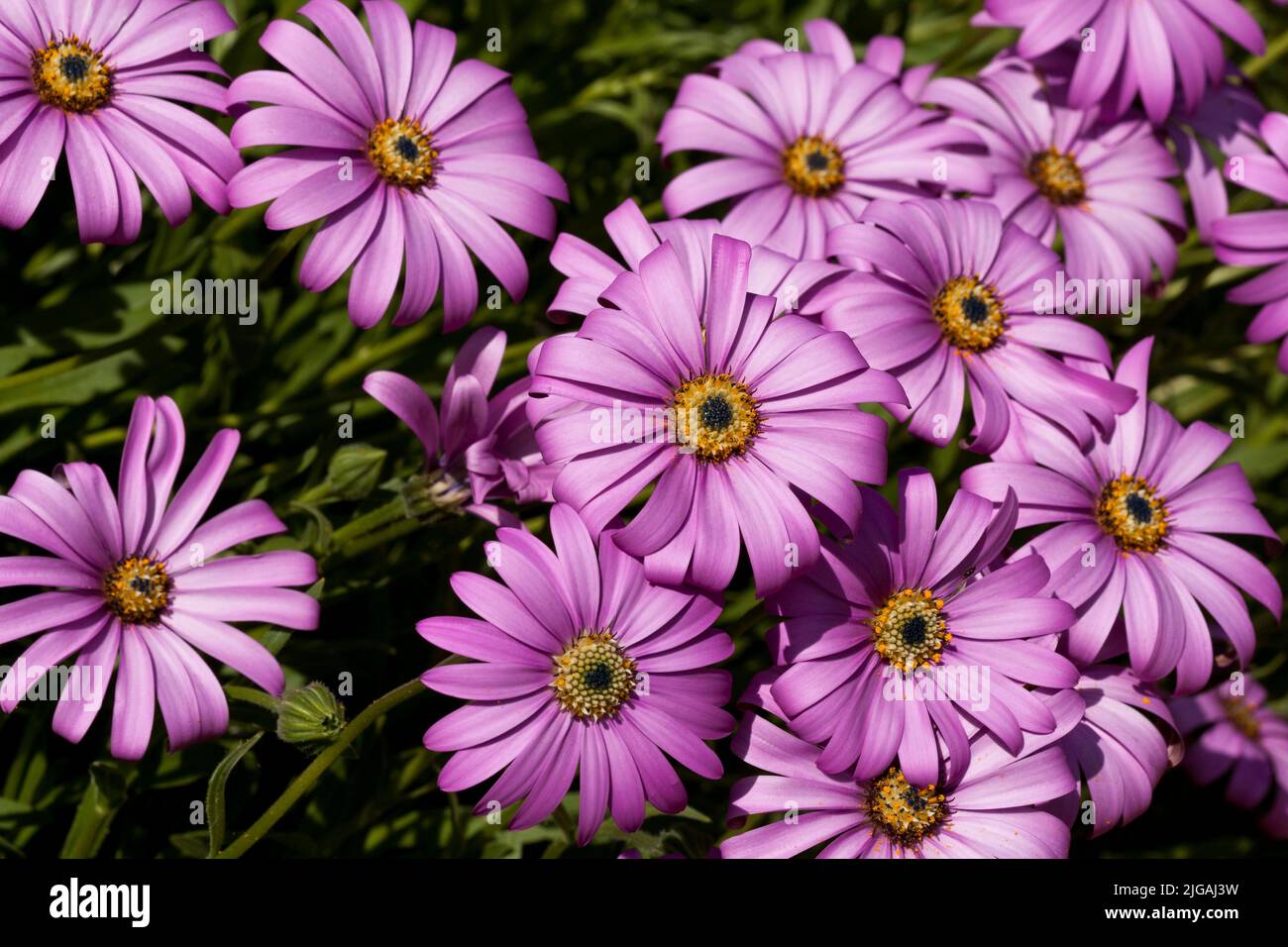 Large Daisy-like pink Osteospermum flowers Stock Photo