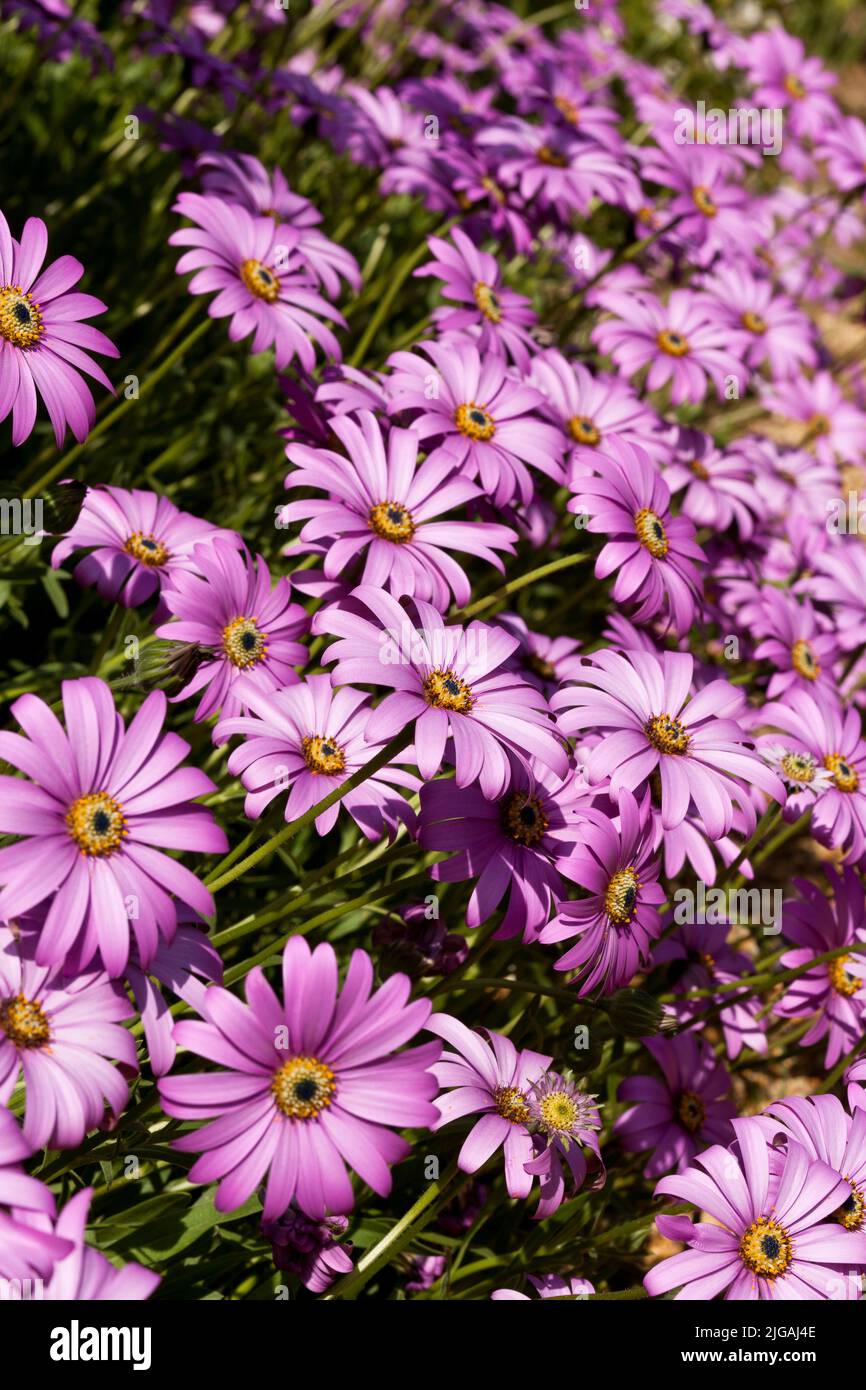 Large Daisy-like pink Osteospermum flowers Stock Photo