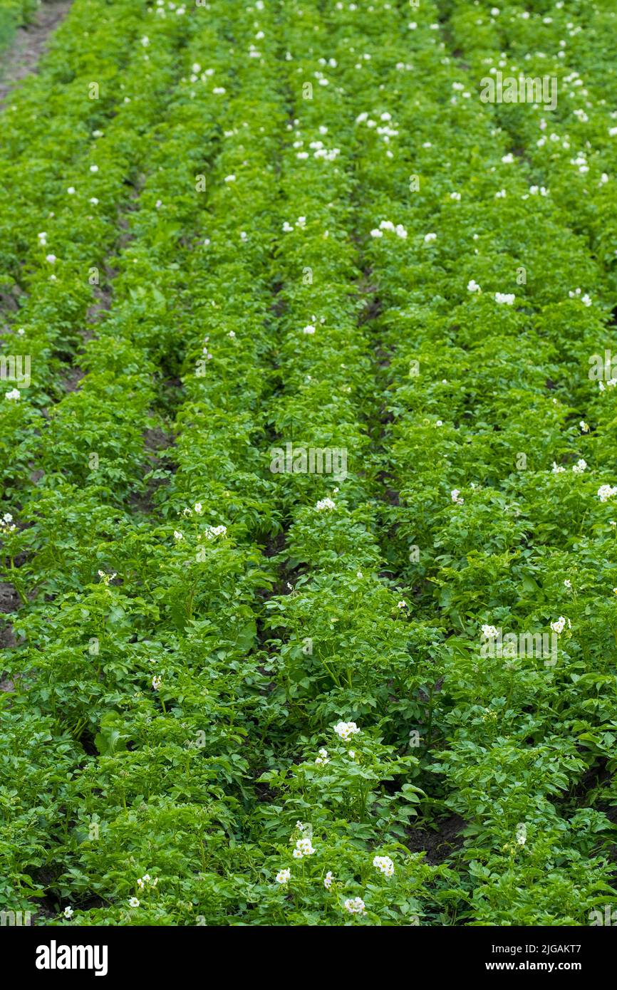 Young potatoes grow in rows on the farm field Stock Photo - Alamy