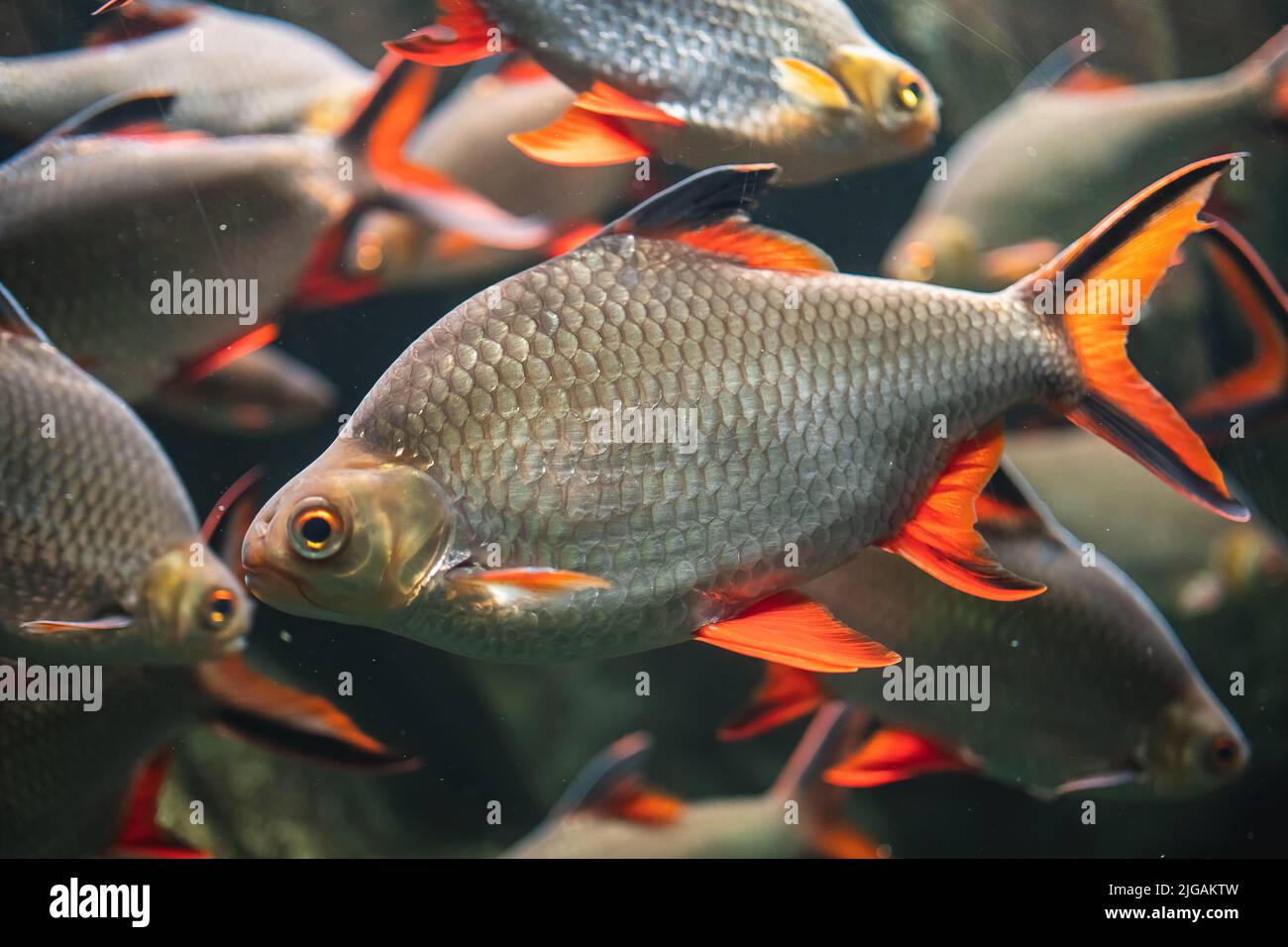 A closeup shot of Tinfoil barbs (Barbonymus schwanenfeldii) in the