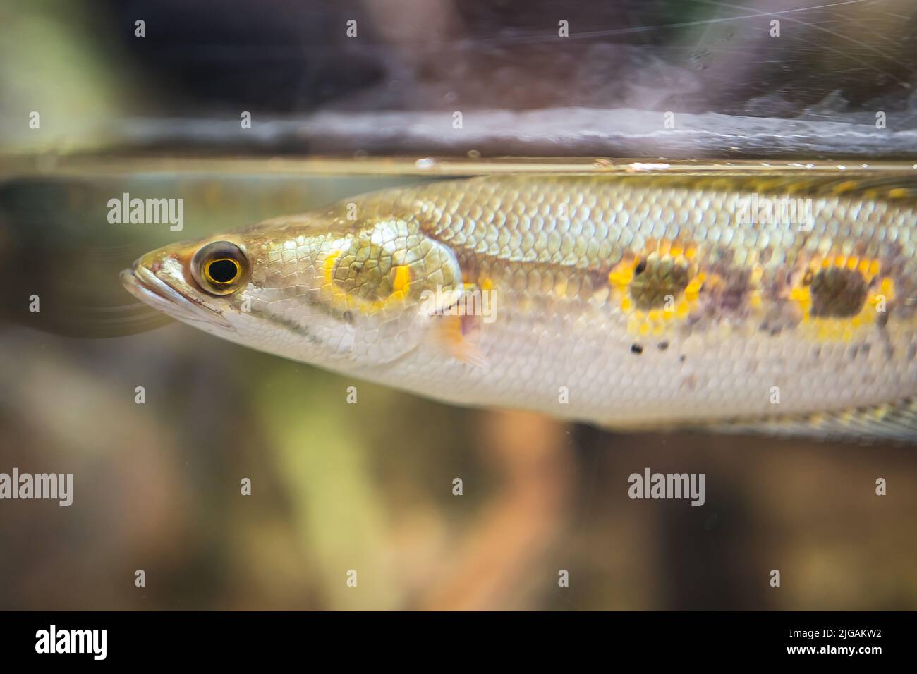 A closeup shot of Channa pleurophthalma in the water Stock Photo