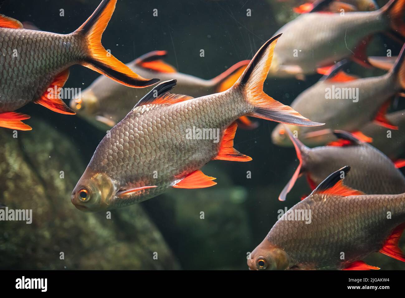 A closeup shot of Tinfoil barbs (Barbonymus schwanenfeldii) in the water Stock Photo