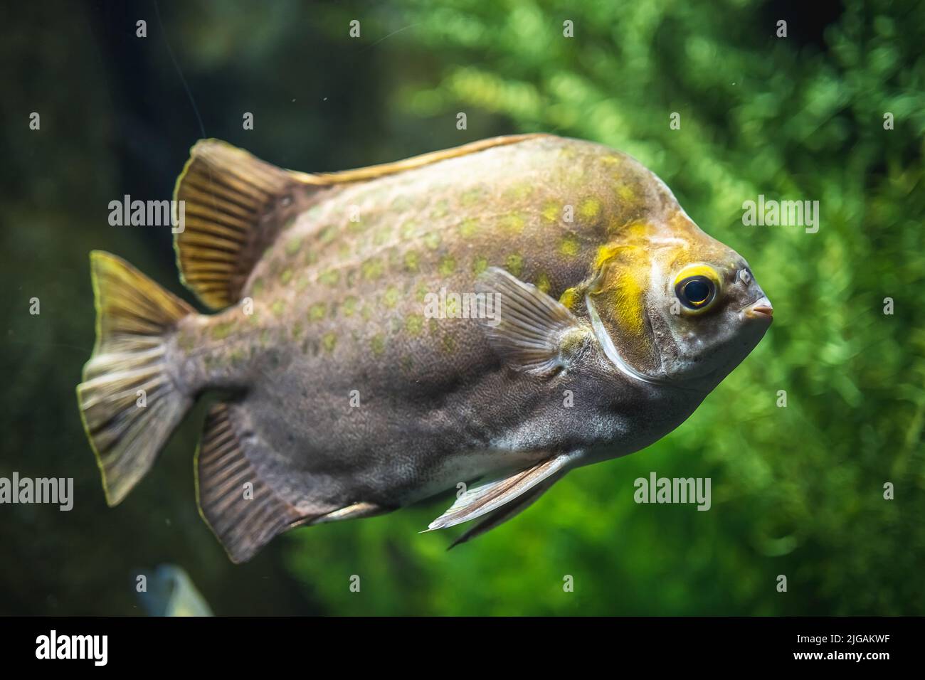 A closeup shot of spotted scat (Scatophagus argus) in the water Stock Photo