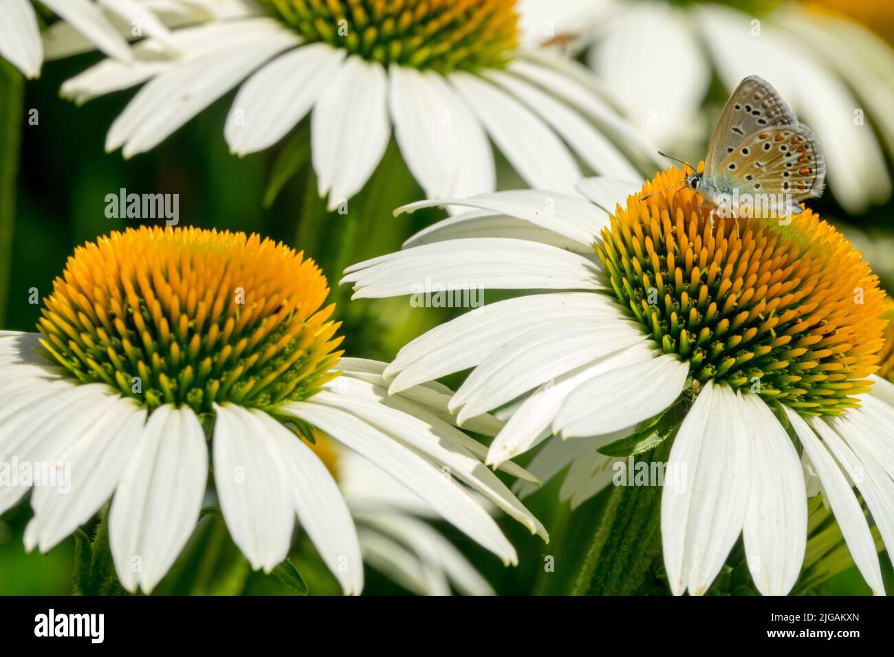 Common Blue Butterfly on Coneflower White Echinacea 'Lucky Star' Butterfly on a flower head Stock Photo