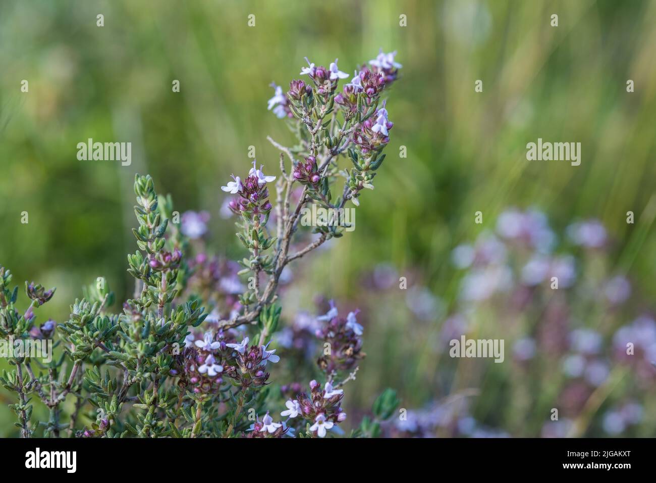 Thymus serpyllum plant. Thyme blooms with lilac flowers in the wild