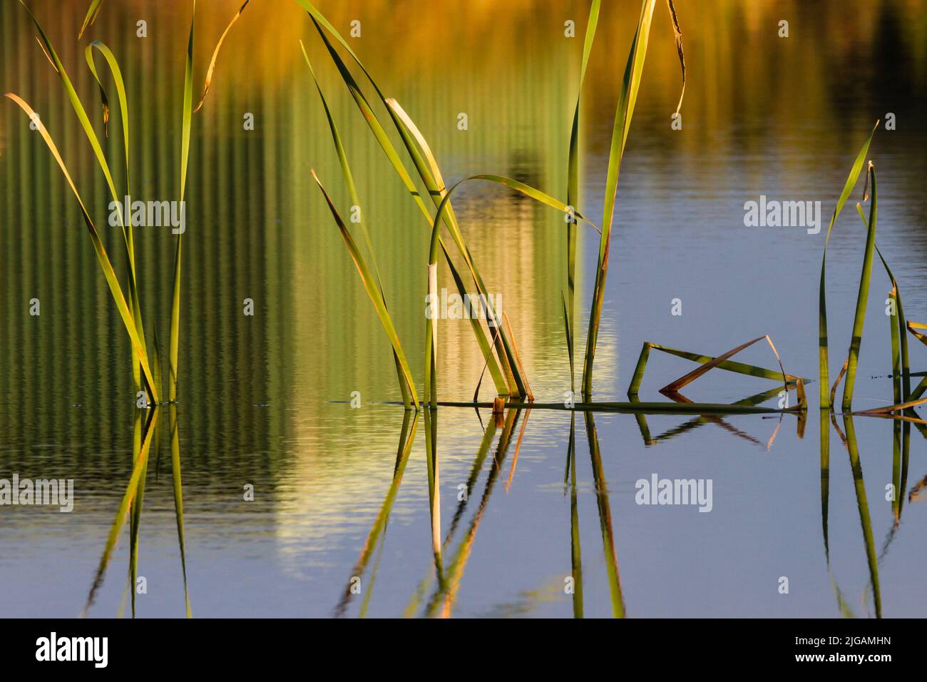 Reflection of bird hide and reeds on a still afternoon at the Big Swamp Bunbury Stock Photo