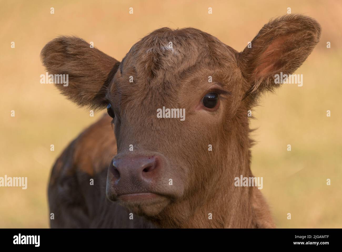 Portrait of new-born brown calf, less than a week old, looking unsure but curious . Farm in Queensland, Australia. Stock Photo