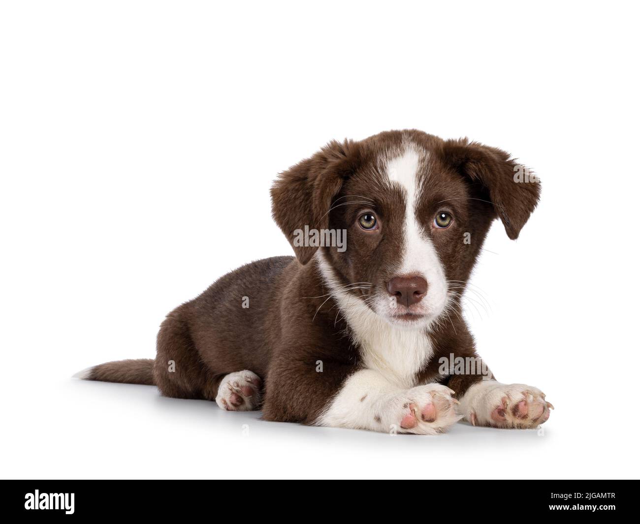 Cute brown with white Welsh Corgi Cardigan dog pup, laying down side ways. Looking straight to camera. Isolated on a white background. Stock Photo