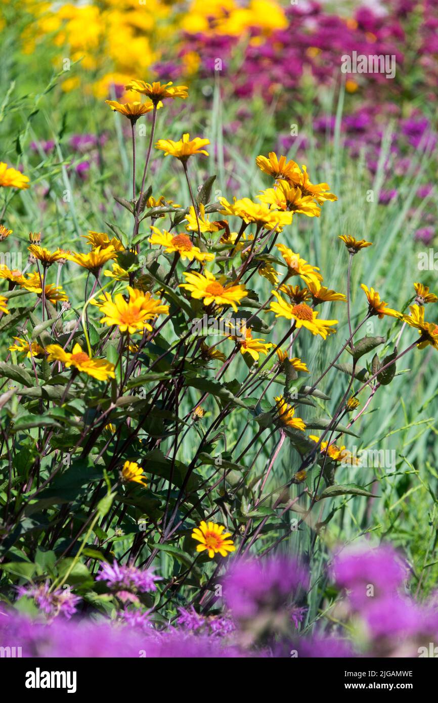 Flowering solitary plant in early summer colourful garden False sunflower Heliopsis 'Burning Hearts' Stock Photo