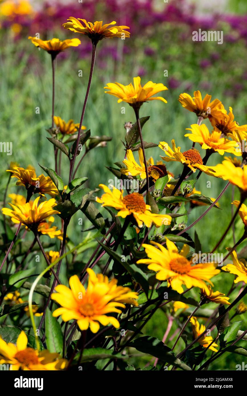 Yellow False sunflower, Heliopsis 'Burning Hearts' in Garden, Decorative, Hardy, Flowers Attractive Plants Stock Photo