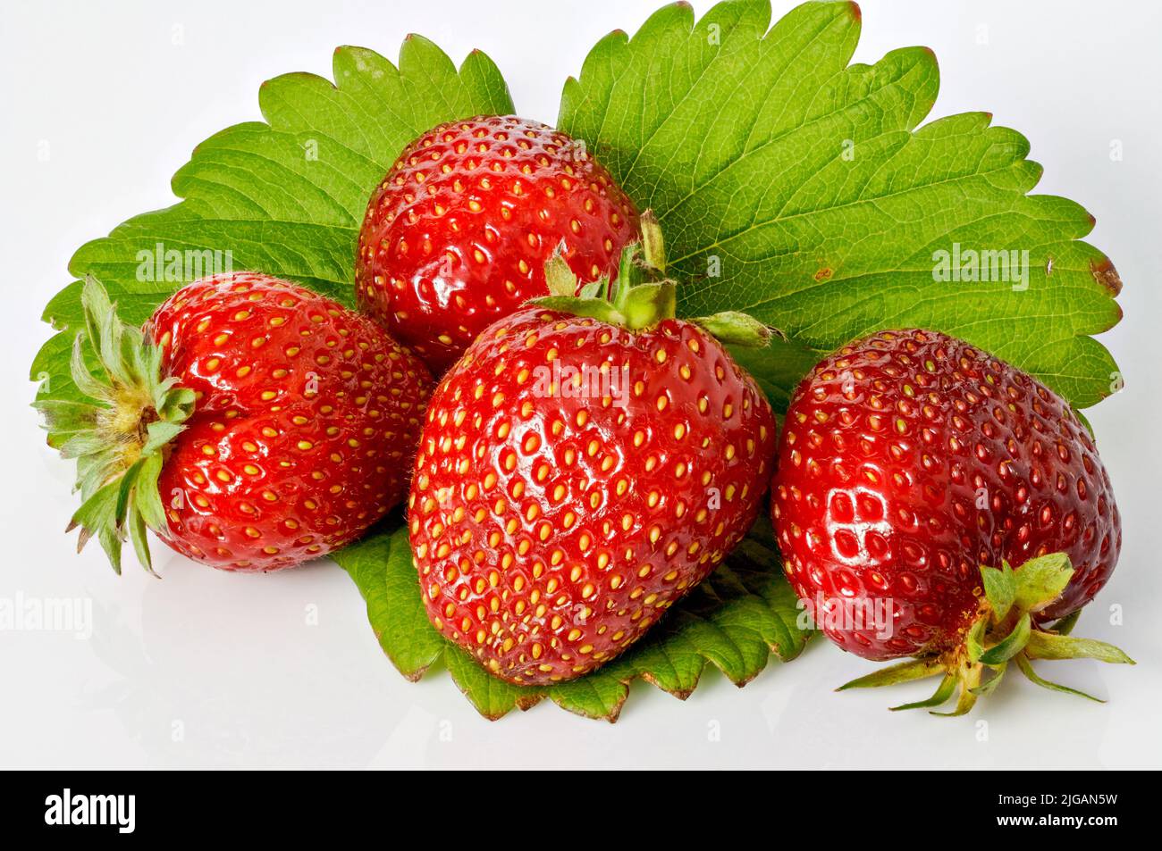 strawberries, Fragaria ananassa Duchesne, red fruit on a white background, leaves, stalks, culinary photography, macro, top view, background for proje Stock Photo